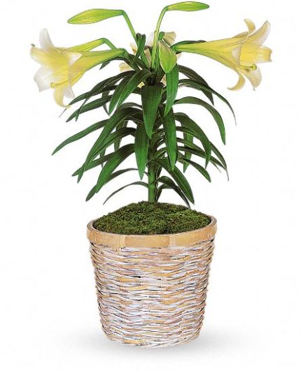 Easter Lily Plant