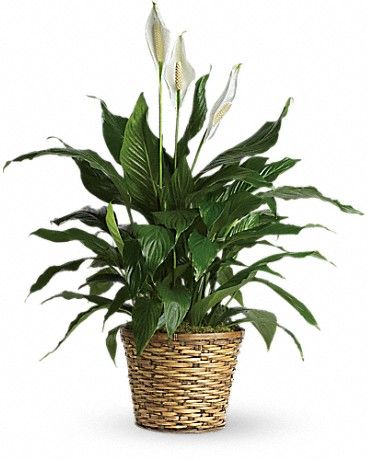 Peace Lily
