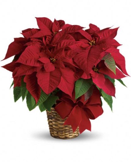 Red Poinsettia Basket