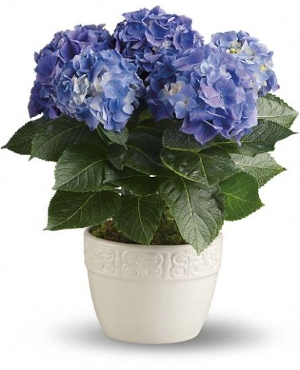 Happy Hydrangea